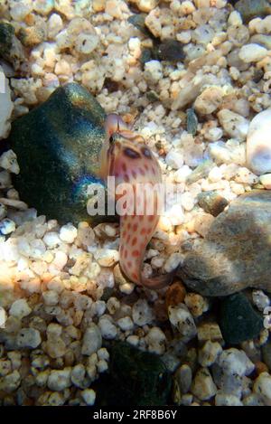 L'arcipelago costiero (Lepadogaster lepadogaster), immagine sottomarina nel mar Mediterraneo Foto Stock