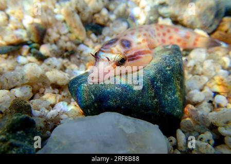 L'arcipelago costiero (Lepadogaster lepadogaster), immagine sottomarina nel mar Mediterraneo Foto Stock