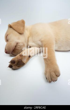 Adorabile cucciolo di labrador addormentato isolato su sfondo bianco dello studio Foto Stock