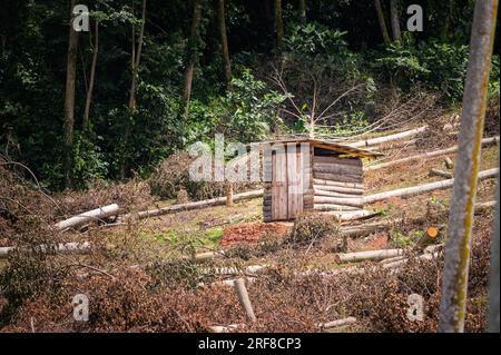 Una piccola capanna di legno in una foresta tropicale deforestata tra tronchi di alberi morti Foto Stock