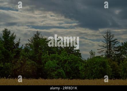 scenario di alberi verdi e cielo nuvoloso Foto Stock