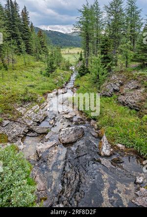 Piccolo torrente nell'alta quota di Sunshine Meadows nel Mount Assiniboine Provincial Park, British Columbia, Canada Foto Stock