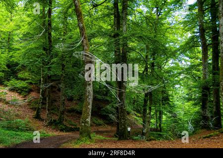 Horizons 'Arts-Nature' 2023 a Sancy. Anadrome di Camille Mansir. Puy de Dome. Alvernia Rodano Alpes. Francia Foto Stock