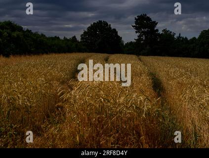 Campo di grano giallo dorato con tre sentieri davanti agli alberi e un cielo grigio-azzurro Foto Stock