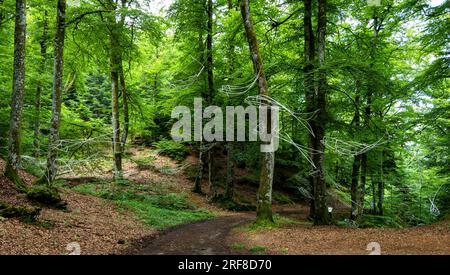 Horizons 'Arts-Nature' 2023 a Sancy. Anadrome di Camille Mansir. Puy de Dome. Alvernia Rodano Alpes. Francia Foto Stock