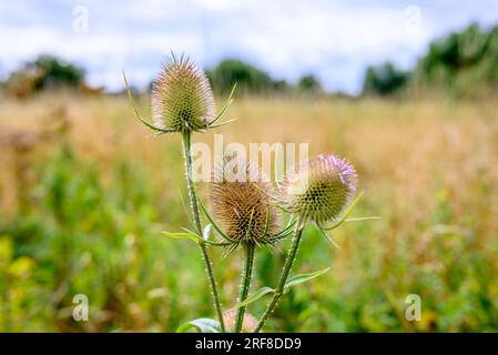 Testa di cardo spiky senza fiori in un prato di fiori selvatici ad agosto, Regno Unito Foto Stock