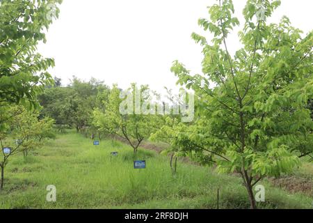 L'albero Asimina triloba chiamato anche Pawpaw in azienda agricola per la vendita è un raccolto da contante Foto Stock