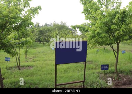 L'albero Asimina triloba chiamato anche Pawpaw in azienda agricola per la vendita è un raccolto da contante Foto Stock