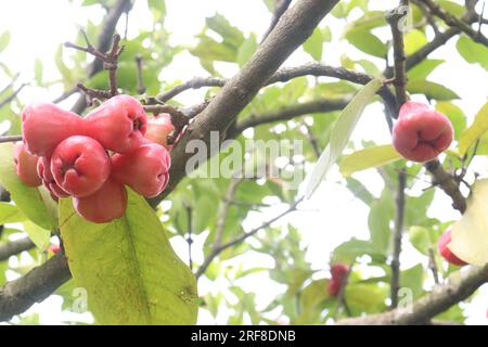 La mela di rosa acquosa sull'albero è coltivata per il suo legno e frutti commestibili Foto Stock