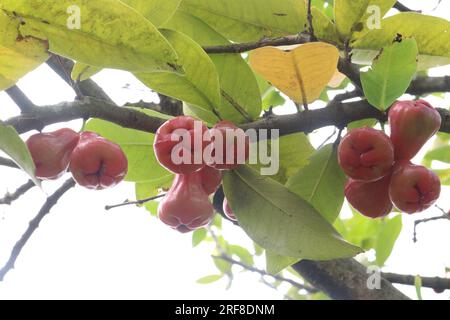 La mela di rosa acquosa sull'albero è coltivata per il suo legno e frutti commestibili Foto Stock