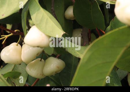 La mela di rosa acquosa sull'albero è coltivata per il suo legno e frutti commestibili Foto Stock