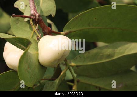 La mela di rosa acquosa sull'albero è coltivata per il suo legno e frutti commestibili Foto Stock