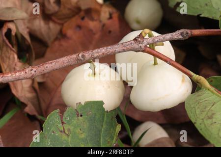 La mela di rosa acquosa sull'albero è coltivata per il suo legno e frutti commestibili Foto Stock