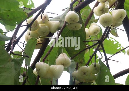 La mela di rosa acquosa sull'albero è coltivata per il suo legno e frutti commestibili Foto Stock