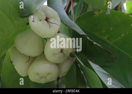 La mela di rosa acquosa sull'albero è coltivata per il suo legno e frutti commestibili Foto Stock