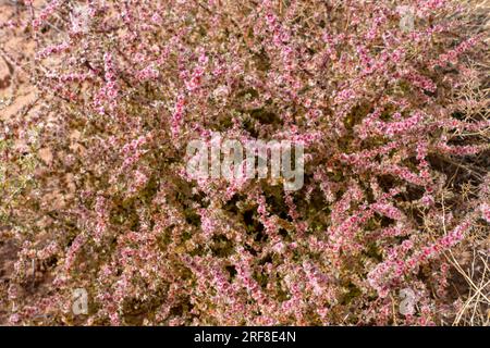 Un Cardo russo dal prepotente, Kali tragus, in fiore nel deserto dello Utah. Foto Stock