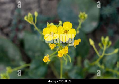 Yellow Cup o Sundrops, Chylismia brevipes, in fiore vicino alla Factory Butte nel deserto di Caineville, vicino a Hanksville, Utah. Foto Stock