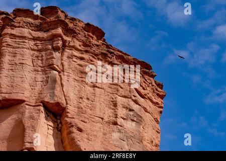 Un condor sorvola le scogliere di arenaria rossa nella gola di Talampaya nel Parco Nazionale di Talampaya in Argentina. Foto Stock