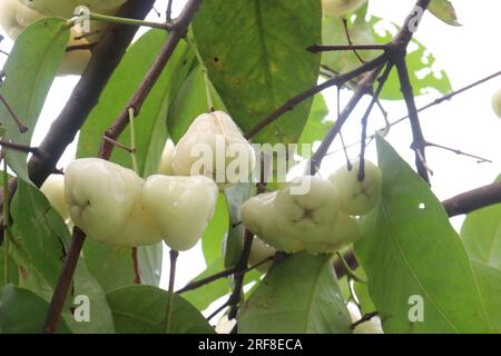 La mela di rosa acquosa sull'albero è coltivata per il suo legno e frutti commestibili Foto Stock