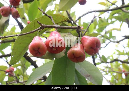 La mela di rosa acquosa sull'albero è coltivata per il suo legno e frutti commestibili Foto Stock