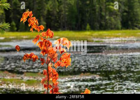 Le foglie su un alberello d'acero diventano prematuramente rosse sul bordo di uno stagno di castori nell'Algonquin Park, Ontario, Canada. Foto Stock