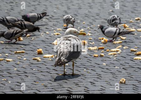 Piccioni e gabbiani che mangiano pangrattato sparsi sul marciapiede di una strada cittadina in una giornata di sole Foto Stock