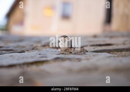 Triste e disordinato pulcino di passero dopo essere caduto dal suo nido e ancora vivo arroccato sul pavimento rustico di una piazza in una città medievale guardando e guardare Foto Stock