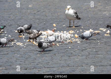 Un gruppo di piccioni che mangiano molti pangrattati sparsi sul marciapiede di una strada cittadina in una giornata di sole e un gabbiano dietro di loro ad osservarli Foto Stock