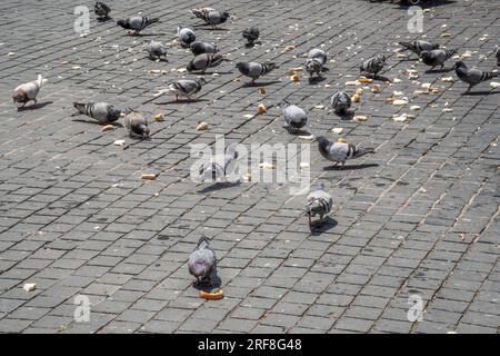 Un gruppo di piccioni che mangiano molti pangrattati sparsi sul marciapiede di una strada cittadina in una giornata di sole Foto Stock