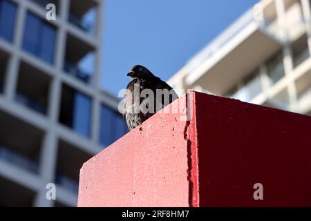 Piccione in un parco a Parigi, Ile de France, Francia. Foto Stock