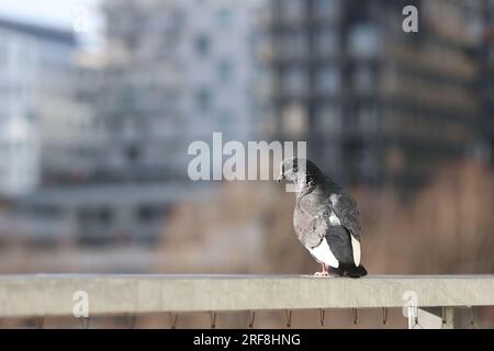 Piccione in un parco a Parigi, Ile de France, Francia. Foto Stock