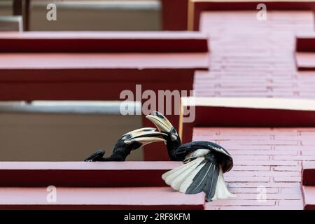 Due uomini adulti Oriental Pied Hornbills giocano su una sporgenza di un muro esterno in una tenuta residenziale pubblica, Singapore Foto Stock