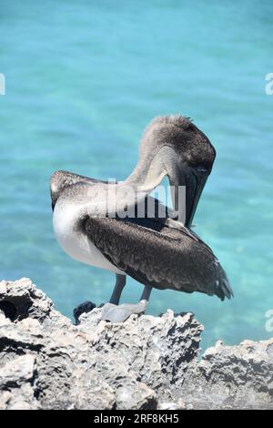 Un grosso pellicano marrone che gli gratta un prurito sulla schiena con il becco. Foto Stock