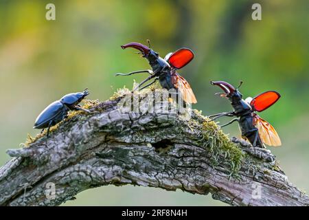 Coleotteri europei del cervo (Lucanus cervus) due maschi con grandi mandibole / mascelle e femmina su legno marcio di ceppo di alberi nella foresta in estate Foto Stock