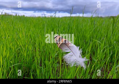 Grande bufera (Otis tarda), primo piano di piume perdute che riposa su lame d'erba in prato/prato Foto Stock