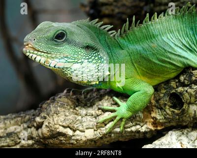 Primo piano del drago d'acqua cinese, o drago d'acqua asiatico, (Physignathus cocincinus) è una specie di lucertola agamide originaria della Cina e del continente sud-est Foto Stock