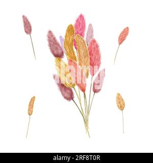 Bouquet di lagurus colorato. Piante secche soffici isolate su fondo bianco. Erba di coda di coniglio. Composizione nei colori autunnali. Illustrazione acquerello Foto Stock