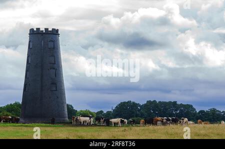 Mucche che pascolano accanto al Black Mill a Beverley Westwood, Beverley, East Yorkshire. Foto Stock