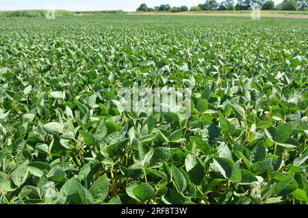 Nel bel mezzo dell'estate, in un campo agricolo dove si coltivano soia Foto Stock