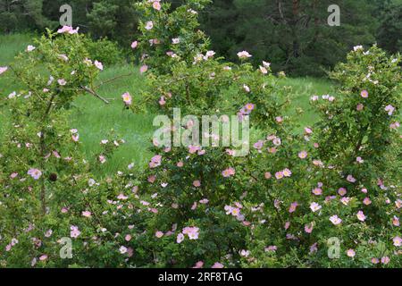 In primavera fiorisce il cespuglio di rose selvatiche Foto Stock