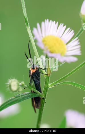 Una falena raschiata dal colletto giallo si trova ogni anno nel Taylor Creek Park, Toronto, Ontario. Foto Stock