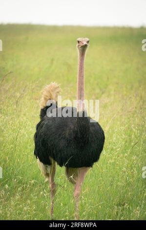 Struzzo comune maschio nel Parco Nazionale di Nairobi, Kenya Foto Stock