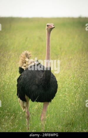 Struzzo comune maschio nel Parco Nazionale di Nairobi, Kenya Foto Stock