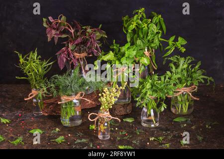 Vasetti con mazzetti di erbe da giardino fresche verdi si trovano sul tavolo su uno sfondo scuro. Cucina ancora vita Foto Stock