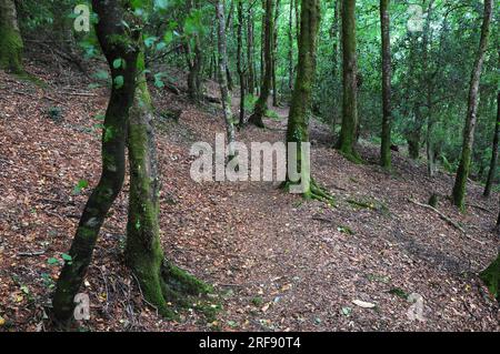 Whitleigh Wood Woodland Trust Devon Foto Stock
