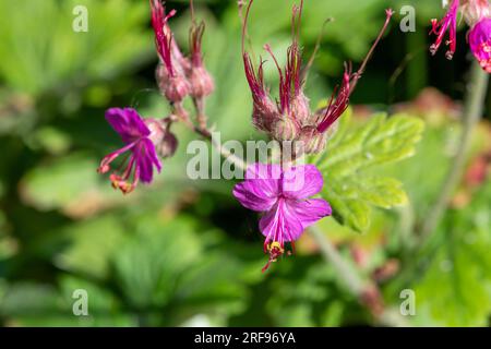Primo piano di un fiore di geranio bigroot (geranio macrorrhizum) in fiore Foto Stock