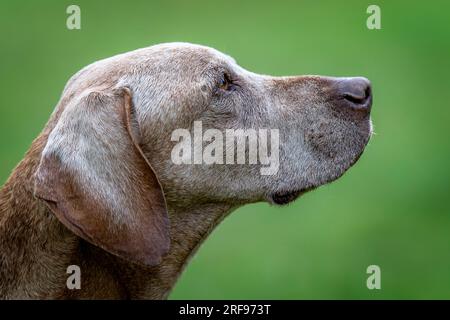 Profilo di un anziano cane ungherese Vizsla Foto Stock