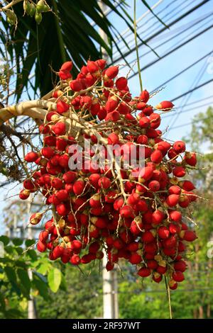 Primo piano sulle date rosse di una palma reale. Foto Stock