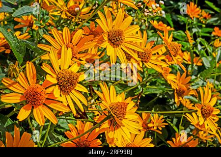 fiori di eliopsi gialla in una giornata di sole. , cura dei fiori e malattia Foto Stock