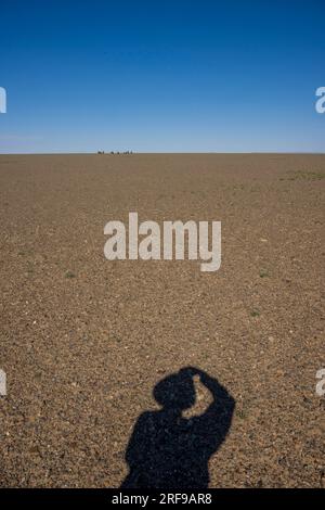 La mia ombra (fotografare cammelli battriani (Camelus bactrianus) in lontananza) sul terreno roccioso vicino a Bulgan nel deserto del Gobi, che è il grande Foto Stock